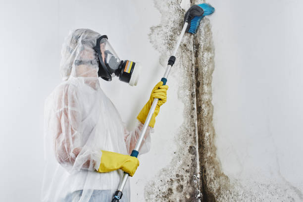 Best Professional Mold Removal  in Mayville, NY