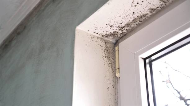 Best Mold Damage Repair  in Mayville, NY