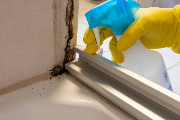 Best Same-Day Mold Removal  in Mayville, NY