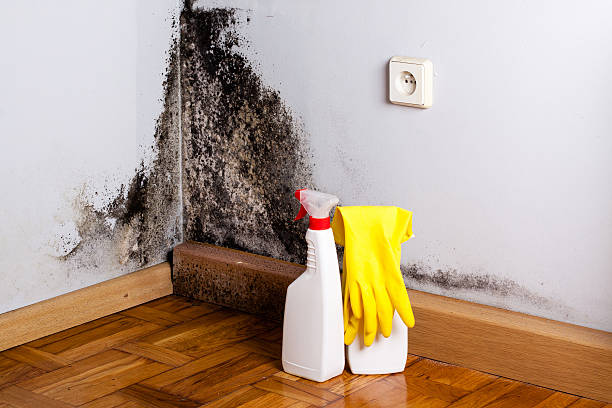 Best Mold Remediation  in Mayville, NY