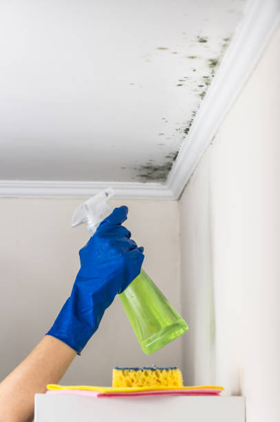 Best Crawl Space Mold Removal  in Mayville, NY